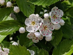 Crataegus succulenta