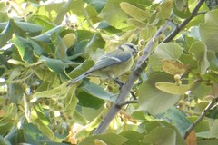 Cyanistes caeruleus