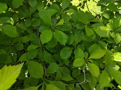 Crataegus succulenta
