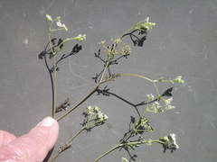 Dasispermum hispidum
