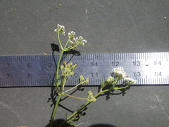Dasispermum hispidum