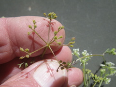 Dasispermum hispidum
