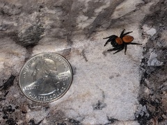 Phidippus cardinalis