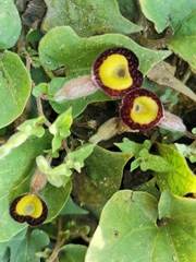 Aristolochia purhepecha