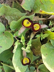 Aristolochia purhepecha