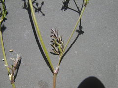 Dasispermum hispidum