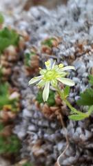 Saxifraga presolanensis