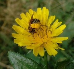 Exomalopsis