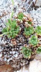 Saxifraga presolanensis