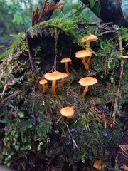 Tubariaceae