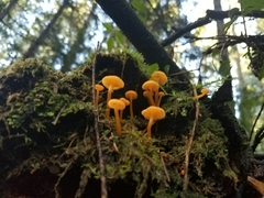 Tubariaceae