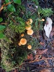 Tubariaceae