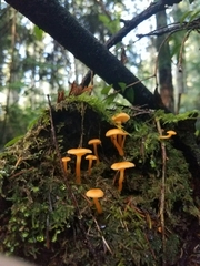 Tubariaceae