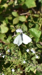 Pieris rapae
