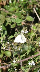 Pieris rapae