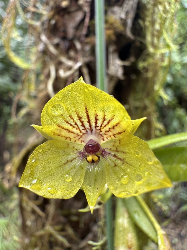 Telipogon antioquianus