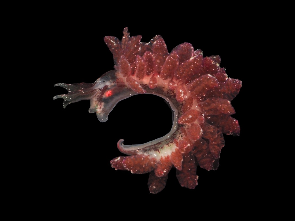 Crimson Hermaea, photo 1 of 10