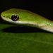 Green Snakes - Photo (c) kim fleming, some rights reserved (CC BY-NC-SA)