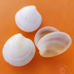 Dosinia lupinus