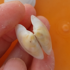 Dosinia lupinus