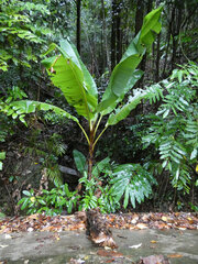 (c) Steve Fitzgerald, some rights reserved (CC BY-SA) Musa banksii, photograph (c) Steve Fitzgerald, some rights reserved (CC BY-SA)