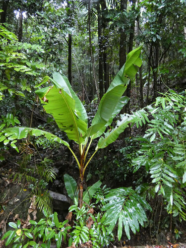 Musa banksii, photograph 6