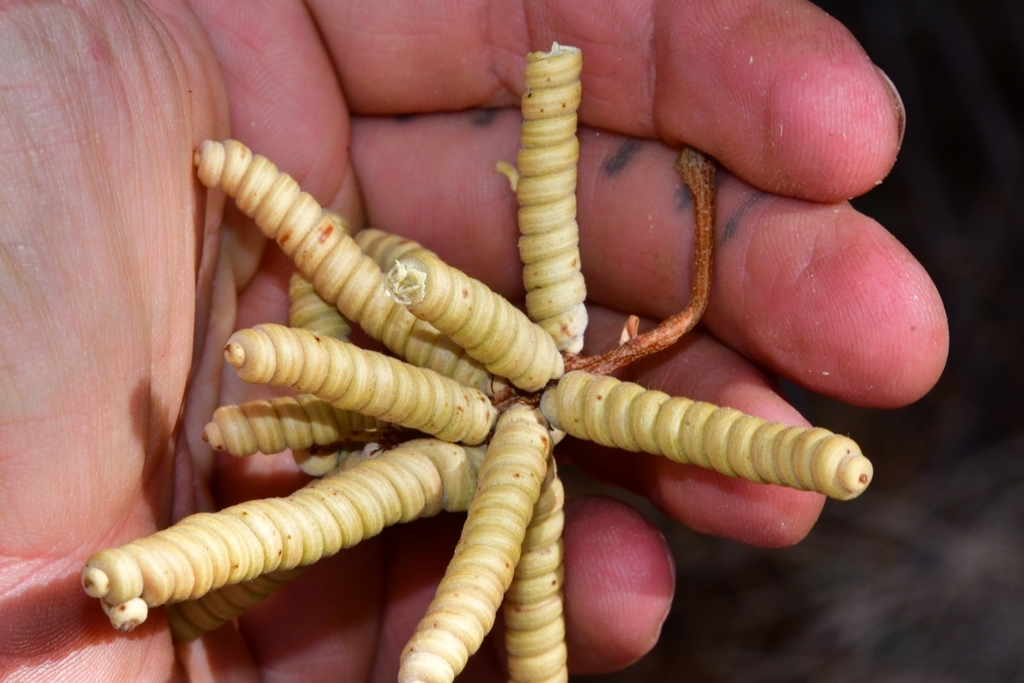 Prosopis pubescens Benth. 4