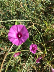 Ipomoea sagittata