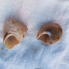 Calliostoma granulatum