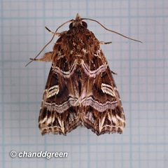 Callopistria exotica