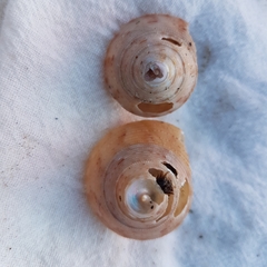 Calliostoma granulatum