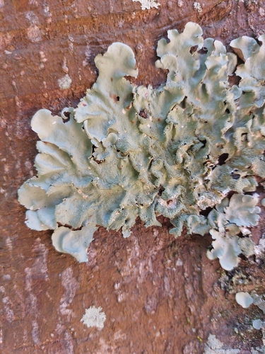 Parmotrema tinctorum