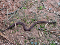 Storeria hidalgoensis