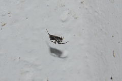 Episinus angulatus