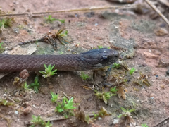 Storeria hidalgoensis