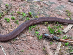 Storeria hidalgoensis