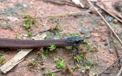 Storeria hidalgoensis