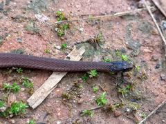 Storeria hidalgoensis