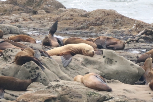 Steller Sea Lion photographed in Oregon