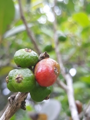 Cinnamodendron dinisii