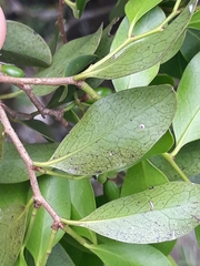 Cinnamodendron dinisii