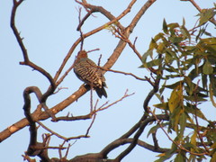 Melanerpes aurifrons