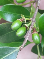 Cinnamodendron dinisii