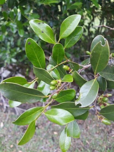 Cinnamodendron dinisii · iNaturalist