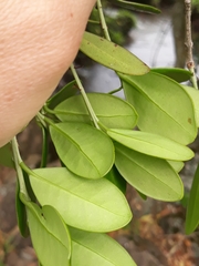 Cinnamodendron dinisii
