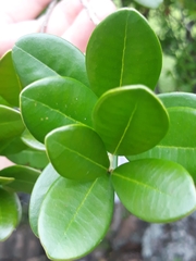Cinnamodendron dinisii