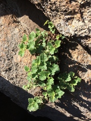 Asarina procumbens