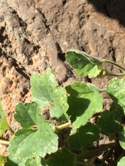 Asarina procumbens