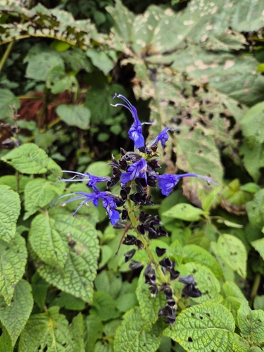 Salvia pichinchensis, photograph 2