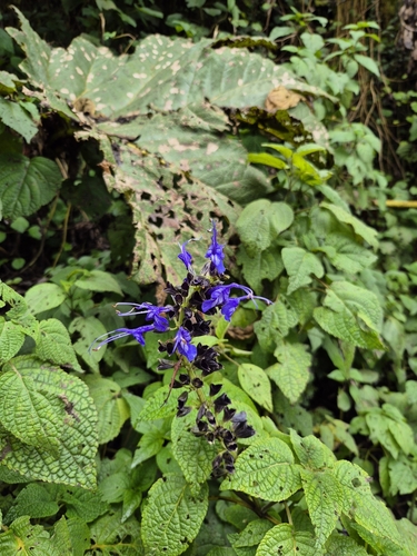 Salvia pichinchensis, photograph 3